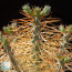 Cylindropuntia hystrix, mature specimen.  (photography of products not covered by this offer, for descriptive purposes only)