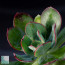 Echeveria nuda, close up of the plant apex.
