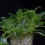 Pachypodium lamerei f. fiherensis Crestata, whole plant.