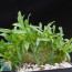Pachypodium lamerei f. fiherensis Crestata, whole plant.