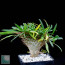 Pachypodium lamerei f. fiherensis Flying Dragon, whole plant.
