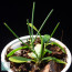 Hoya spartioides, image of the whole specimen.