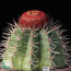 Melocactus brumadoensis, mature specimen (it is not the plant offered)