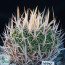 Stenocactus dichroacanthus var. violaciflorus, whole plant