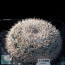 Mammillaria brauneana aff., whole plant.