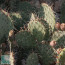 Opuntia cymochila, detail of the branches.