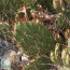 Opuntia cymochila, detail of the branches.