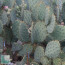 Opuntia cyclodes, whole plant.