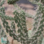 Cylindropuntia imbricata, close up of the plant apex.