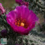Cylindropuntia spinosior, close-up of the flower.