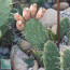 Opuntia tortispina, detail of the branches.