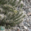 Cylindropuntia whipplei, whole plant.