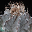 Astrophytum niveum, mature specimen (photography of products not covered by this offer, for descriptive purposes only).
