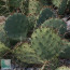 Opuntia fragilis x zuniensis, detail of the branches.