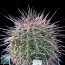 Lobivia aurea var. callochrysea, whole plant.