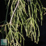 Rhipsalis baccifera, detail of the branches.