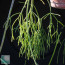 Rhipsalis baccifera, detail of the branches.