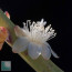 Rhipsalis neves-armondii, close-up of the flower.