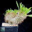 Pachypodium lamerei f. fiherensis, whole plant.