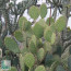 Opuntia oricola, whole plant.