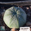 Euphorbia symmetrica, whole plant