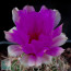 Thelocactus bicolor, close-up of the flower.