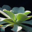 Aeonium nobile, whole plant.