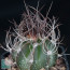 Astrophytum capricorne ssp. senile, whole plant.