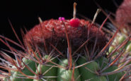 Melocactus