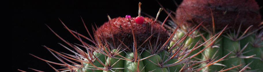 Melocactus