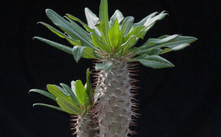 Pachypodium fiehrensis